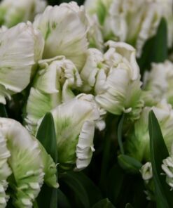 TULIP SUPER PARROT