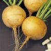Turnip Golden Ball