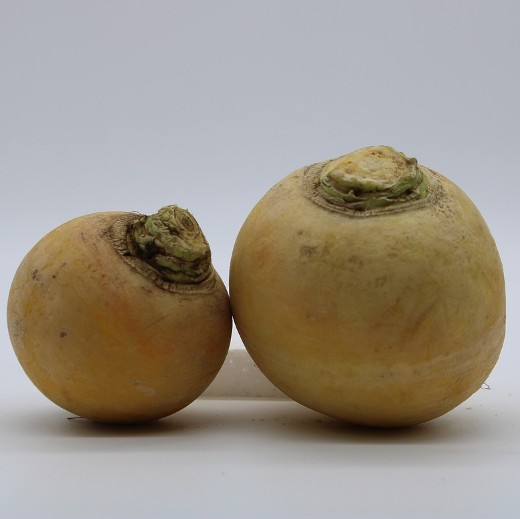 Golden Turnip