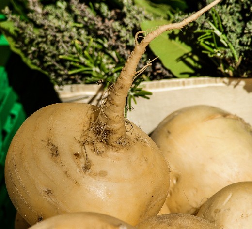 Turnip Golden Ball Seeds – Heritage Dwarf Variety - Image 3