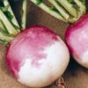 Turnip Purple Top