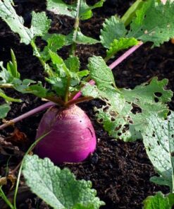 Turnip growing