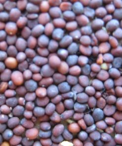 Turnip seed
