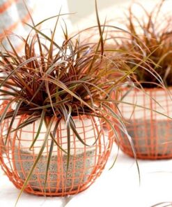 Alternative view of Uncinia EVERFLAME. Red Hook Sedge. Popular grass with bright, bronze foliage edged in bold, vibrant scarlet.
