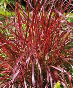 Uncinia EVERFLAME. Red Hook Sedge. Popular grass with bright, bronze foliage edged in bold, vibrant scarlet.