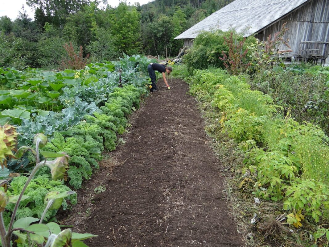vegetables to sow in September