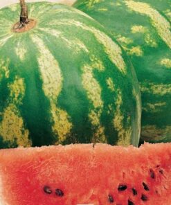 Watermelon Crimson Sweet
