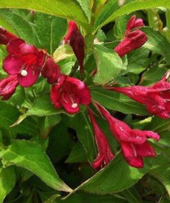 Alternative view of WEIGELA Bristol Ruby. Ruby-red flowers.