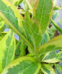 Alternative view of WEIGELA kosteriana Variegata. Compact shrub.