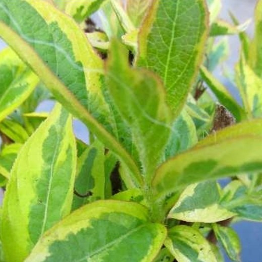WEIGELA kosteriana Variegata. Compact shrub. - Image 2