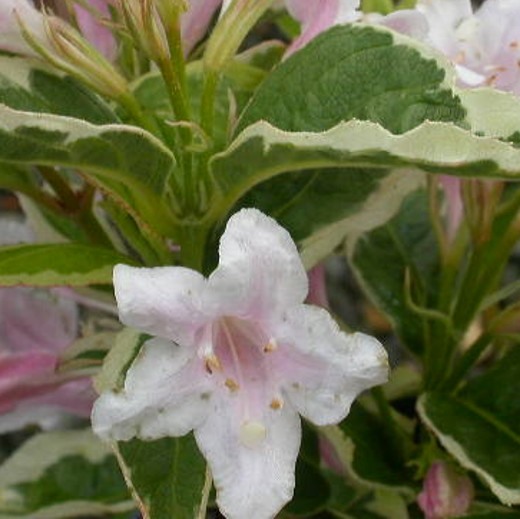 WEIGELA kosteriana Variegata. Compact shrub. - Image 4