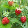 Wild Strawberry