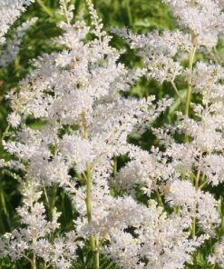 Astilbe Deutshland