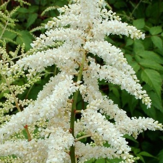 ASTILBE Deutschland. False Spiraea. - Image 4