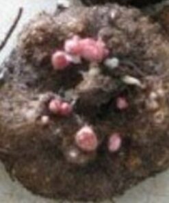 Begonia Tuber
