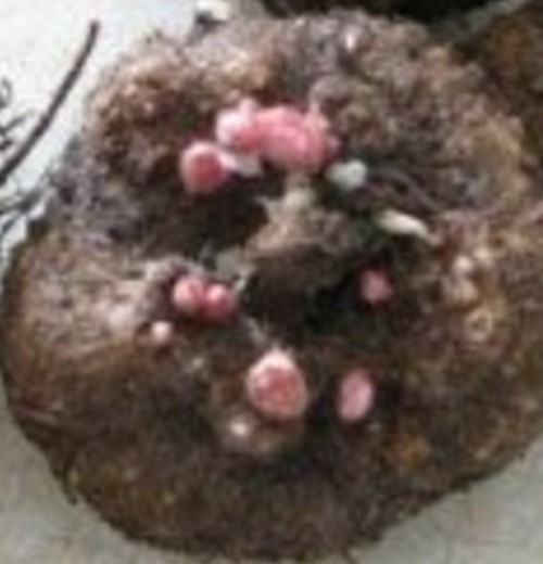 Begonia Tuber