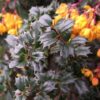 Berberis Compacta