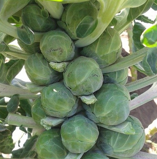 Brussels Sprout Groninger