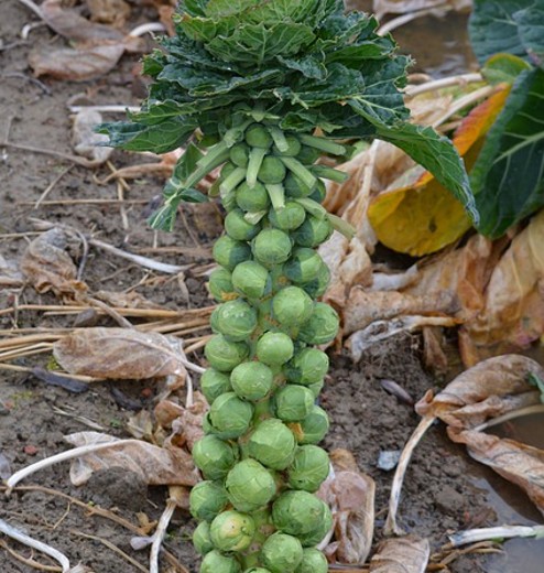 Brussels Sprout Groninger – Essential Cold-Weather Vegetable - Image 3