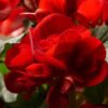 Red Double Begonia
