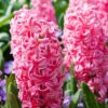 Hyacinth Pink Pearl