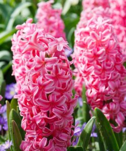 Hyacinth Pink Pearl