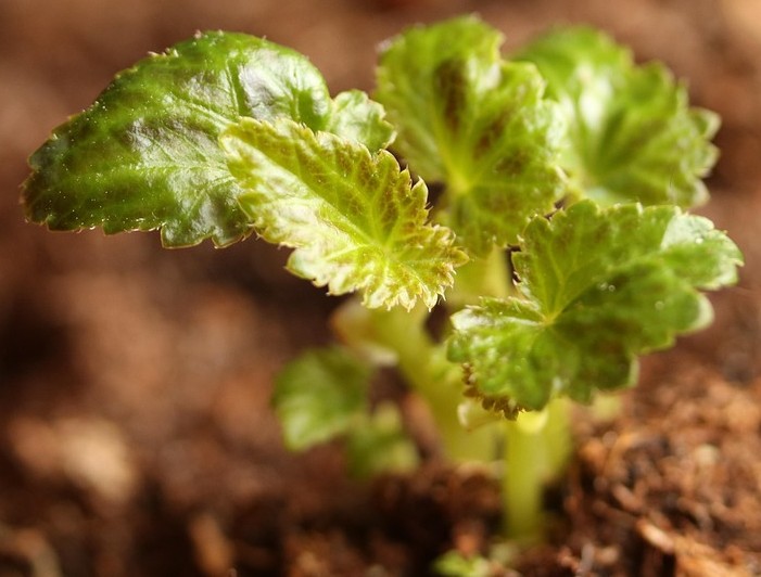 Begonia Leaf