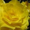 Double Begonia Yellow
