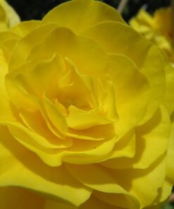Double Begonia Yellow