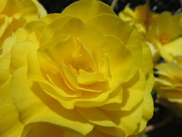 Double Begonia Yellow