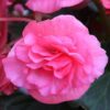 Double Begonia