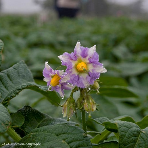 Arran Pilot Seed Potatoes. First early. - Image 4
