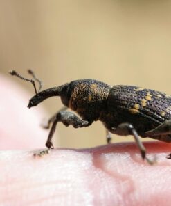 Vine Weevil Adult